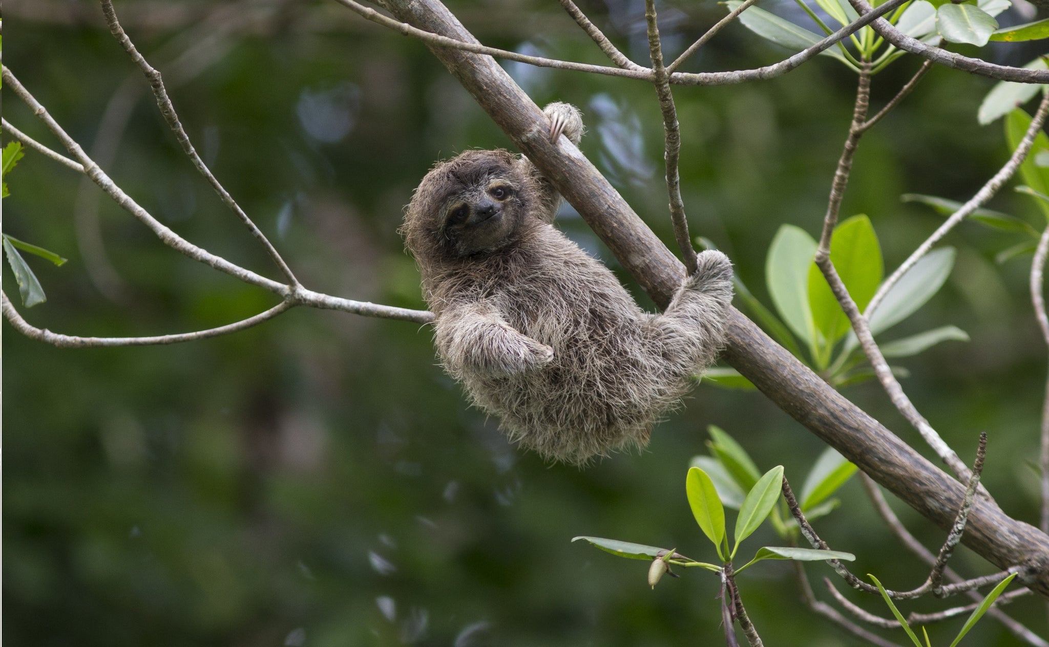 Here’s Why Sloths Do Not Make Good Pets