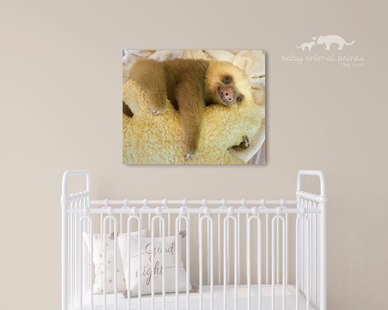 BABY TWO-FINGERED SLOTH PHOTO PRINT