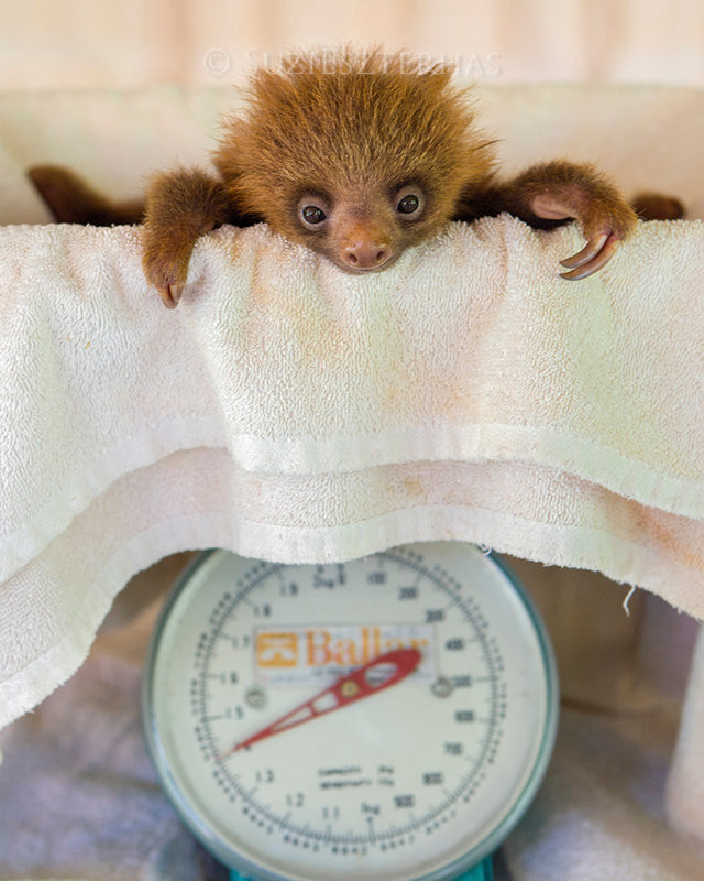 BABY SLOTH BEING WEIGHED PHOTO PRINT