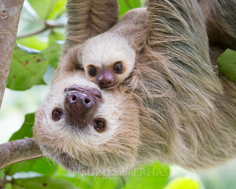 CLASSIC MOM AND BABY TWO-FINGERED SLOTH PHOTO PRINT