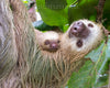 WET MOM AND BABY SLOTH PHOTO PRINT